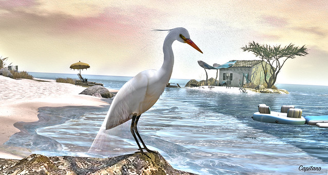 An Egret on the rock