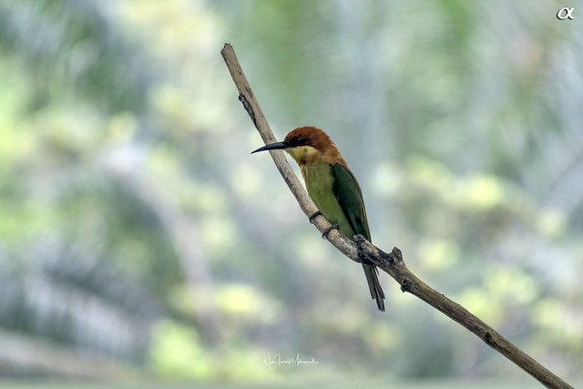 Chestnut-headed bee-eater