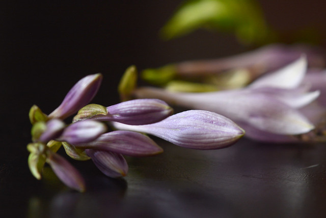 delicate purple flower