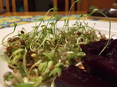 Lentils and green azuki sprouts with red beetroot. Genuine vegan lunch