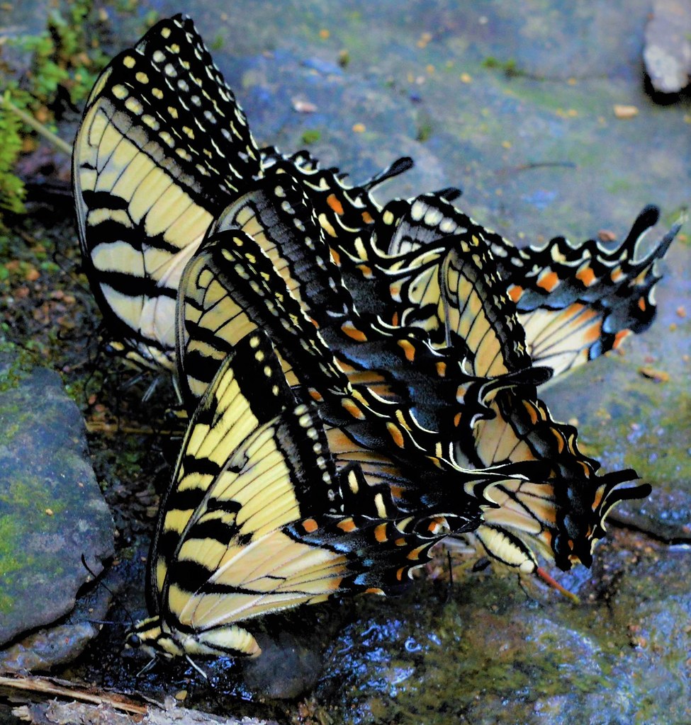 Hungry Tigers ... (Papilio glaucus) Tiger Swallowtails