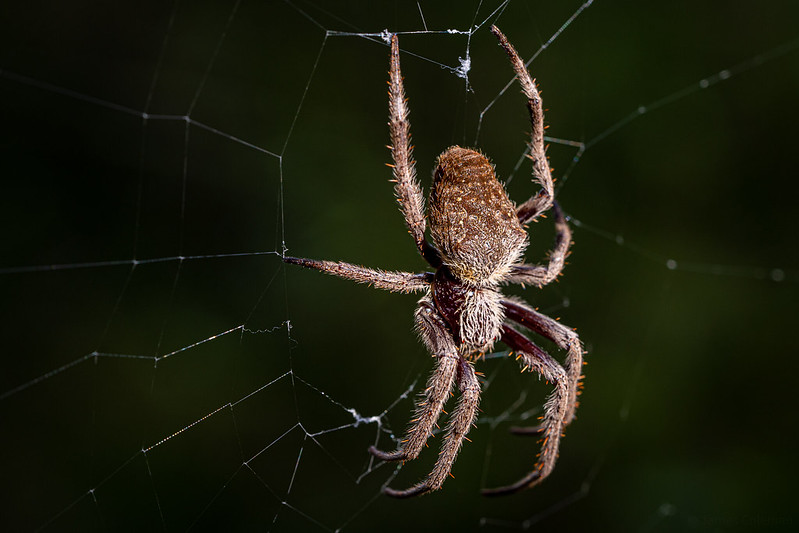 Australia - Lismore - Spider