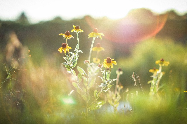 yellow flowers