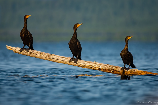 Double Crested Cormorant Trio