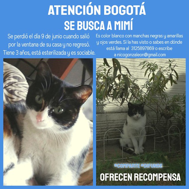Atención Bogotá: se busca a gatita Mimi