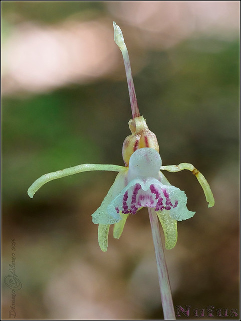 Epipogium aphyllum ( Orquidea Fantasma)