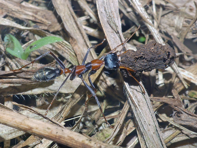 Ant Myrmecia nigrocincta