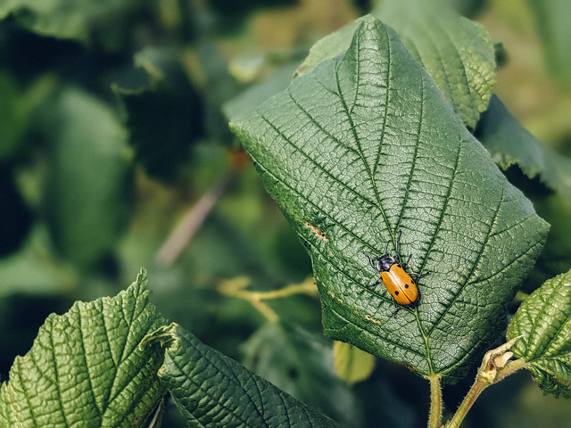 Close-up of an orange beetle on hazelnut leaf