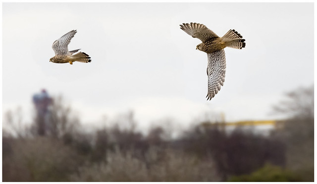 SparrowHawk Chase