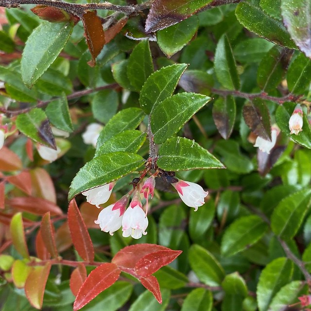Vaccinium ovatum (Evergreen Huckleberry)