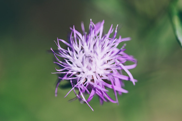 Flower / Close Up
