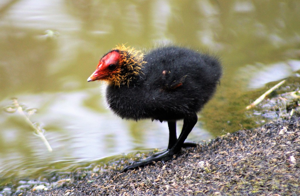 Coot chick