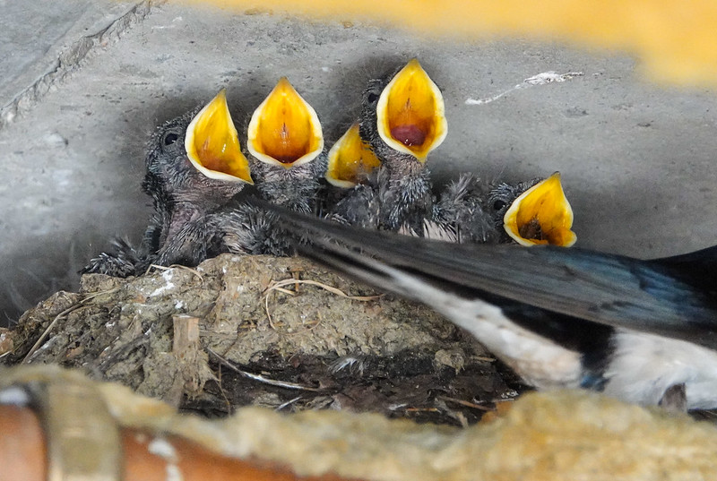 Baby swallows