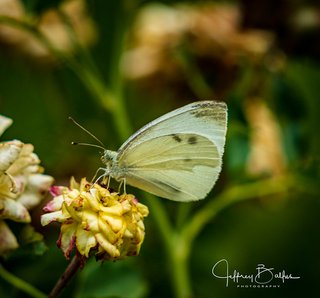 Cabbage White Butterfly-749216