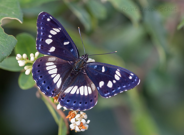 Blauwe ijsvogelvlinder - Limenitis reducta