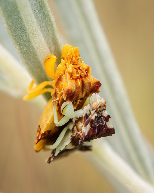 Ambush Bug (Phymatinae)