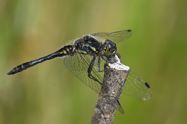 Black Darter, Sympetrum danae, male 2