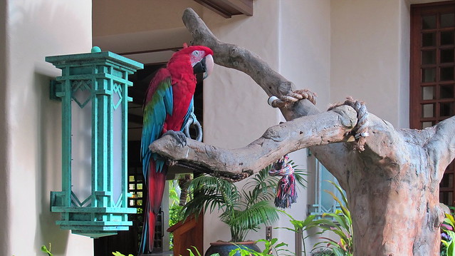 Grand Hyatt Kauai Resort & Spa  - parrots in the entrance and main lobby