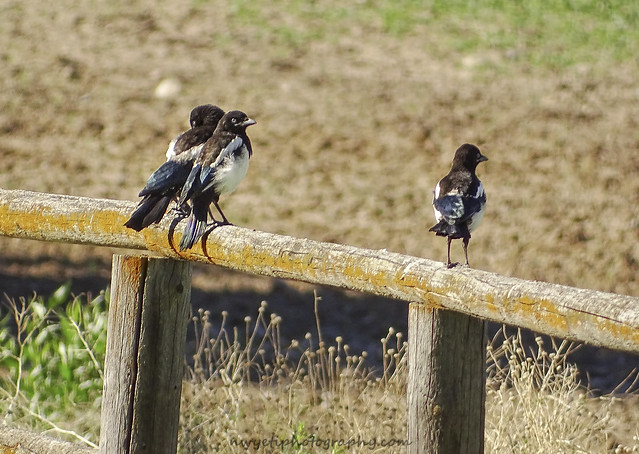 Black-billed Magpies