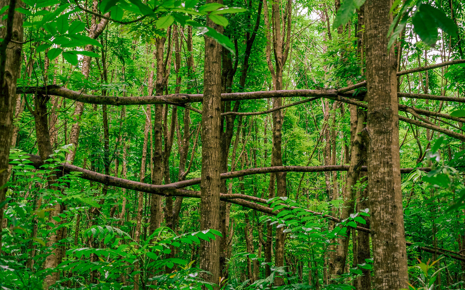 Getting Horizontal in Wai Koa mahogany forest