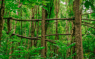 Thumbnail image for album (Getting Horizontal in Wai Koa mahogany forest)