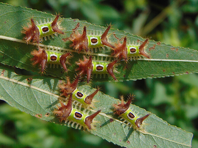 Saddleback Caterpillars (Acharia stimulea)