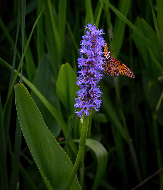 Pickerelweed Visitor