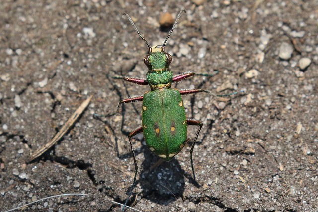 Green Tiger Beetle ~ Cicindela campestris ~ Kelling Heath (3)