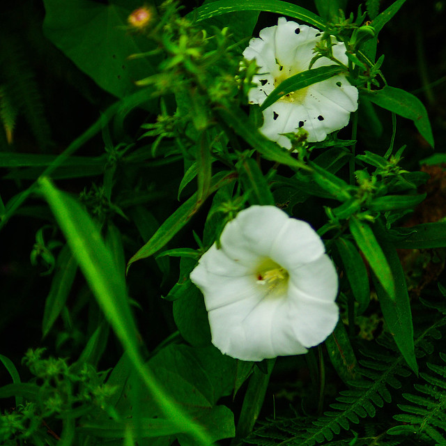 White Wild Flowers