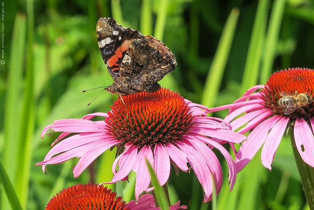 Admiral / Red Admiral 1