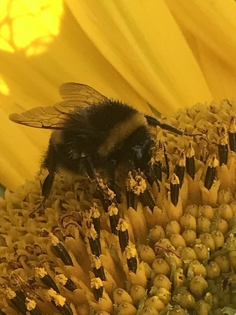 Busy 🐝 just a mobile shot but how lovely to see a bee in its element!