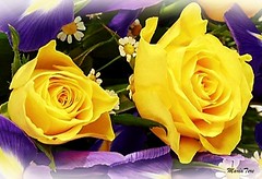 Rosas amarillas...!!!!