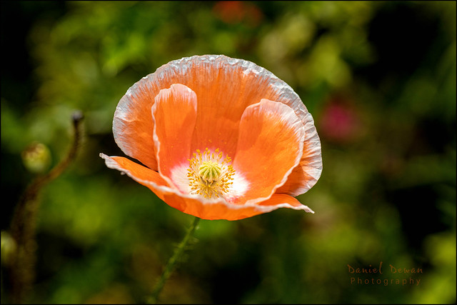 Orange Poppy - Beaverpond Kanata