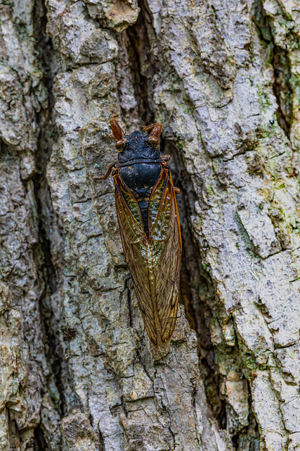 17-Year Cicadas Emerged, and now Dead, near Ann Arbor, Michigan