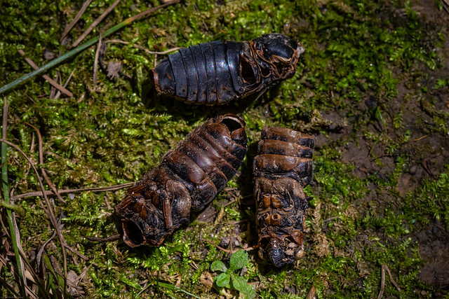Exoskeletons of 17-Year Cicadas Emerged near Ann Arbor, Michigan