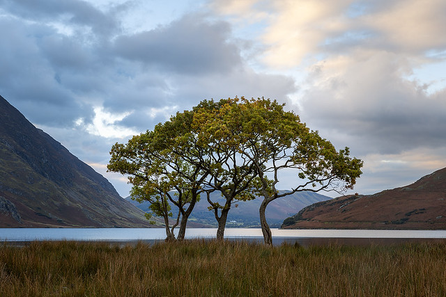 Crop of Trees, Crummock Water, Lake District, Cumbria, England
