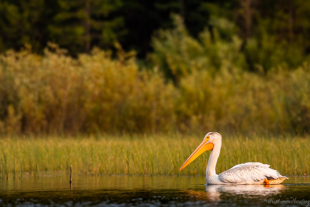 Amercican White Pelican