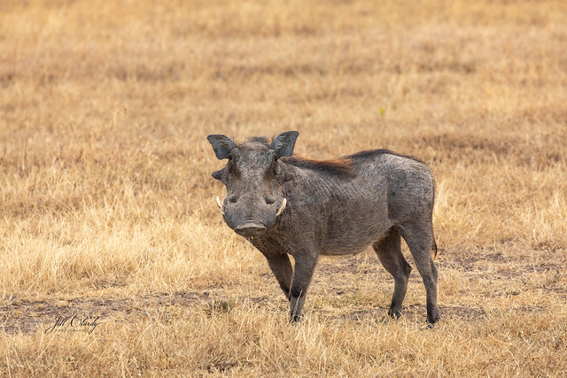 Armchair Traveling - A Warthog in Kenya