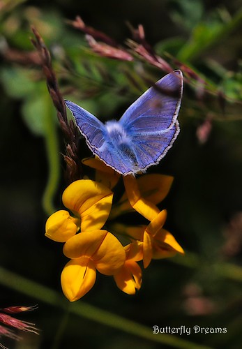 Butterfly Dreams… by g.efthymiadis, Butterfly Dreams…
One of the most Beautiful and powerful Dream symbols when it comes to your own per