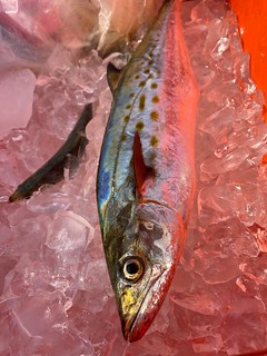 Photo of a Spanish mackerel on ice