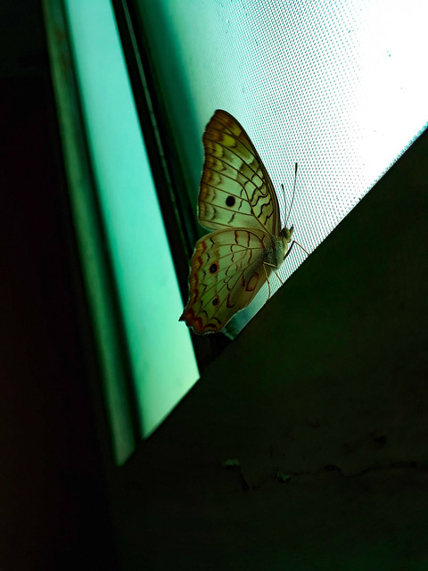 ilumination green .... Visitor in my room : Butterfly ♡
