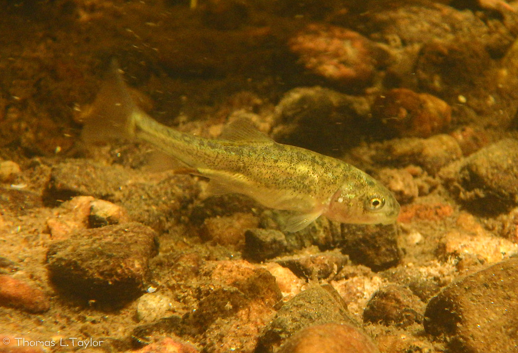 Juvenile Tahoe sucker in the Upper Truckee River