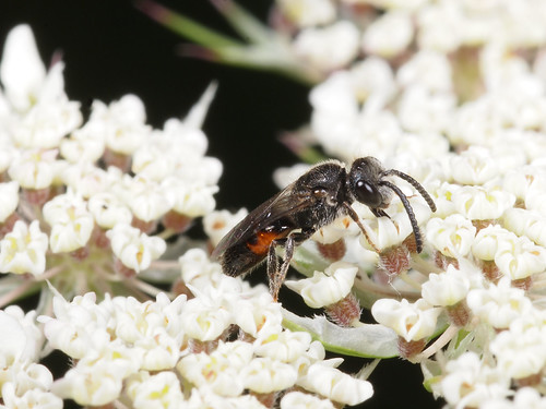 Sphecodes sp. m | by terraincognita96
