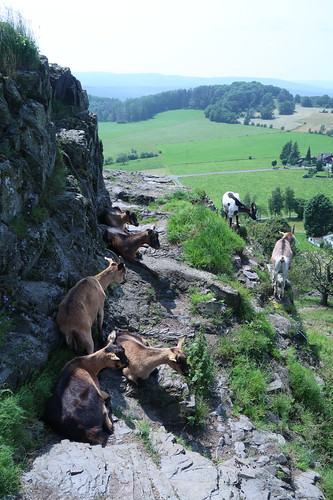 Ziegen auf dem Rückweg vom Gipfelkreuz des Wachtküppel