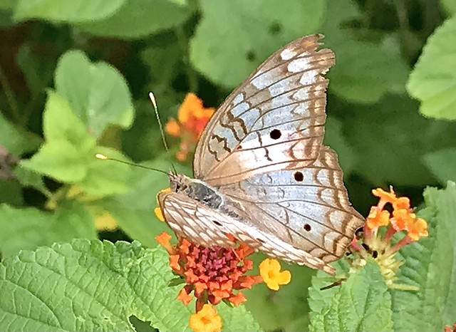 Butterfly Enjoying Her Feast In Trinidad