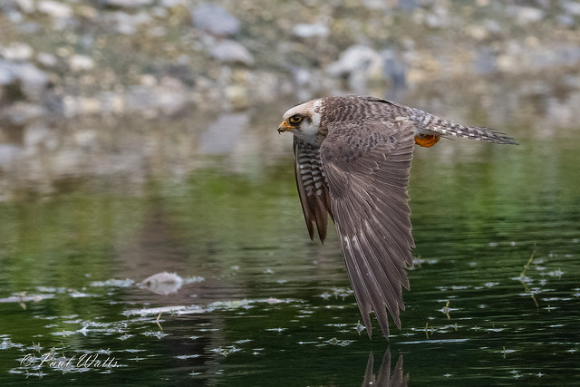 Red-footed Falcon (f) (Falco vespertinus)