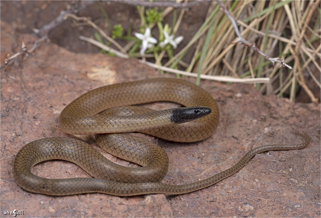 Trans-Pecos Black-headed Snake (Tantilla cucullata)