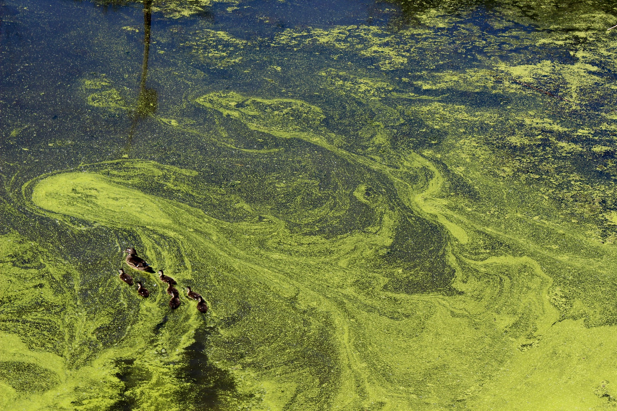 MDHHS Gives Tips For Identifying And Avoiding Harmful Algal Blooms 