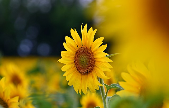 Sunflower in the evening light