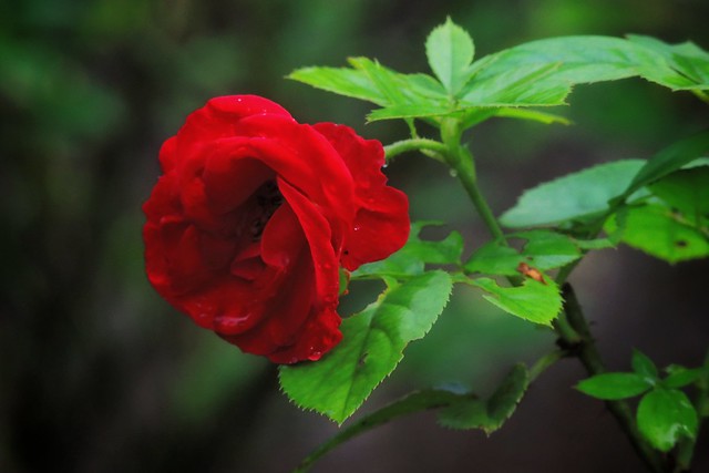 Red garden rose